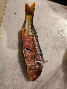 Surmullet