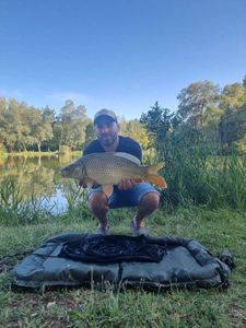 Common Carp