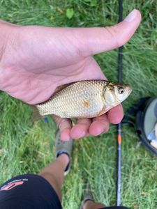 Crucian Carp