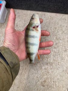 European Perch