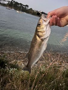 European Bass (Seabass)