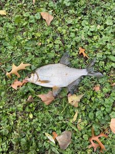 Common Bream
