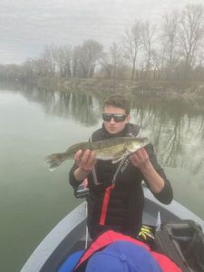 Zander