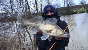 Zander