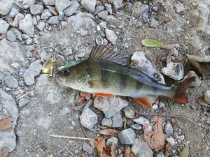 European Perch
