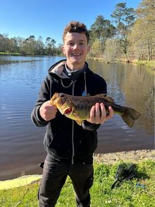 Largemouth Bass
