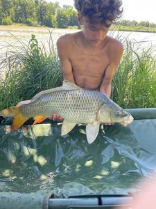 Common Carp