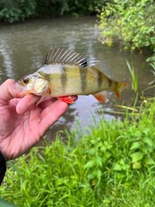 European Perch
