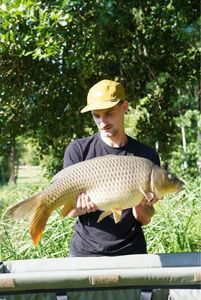 Common Carp