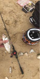 European Bass (Seabass)