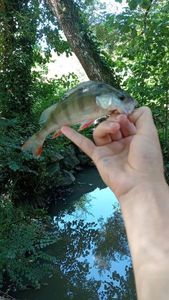 European Perch