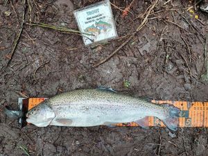 Rainbow Trout