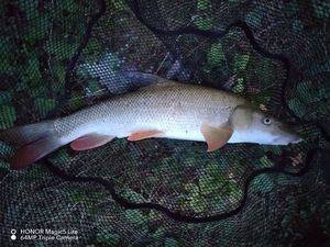 Barbel