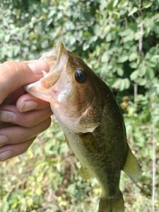 Largemouth Bass