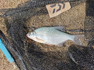 Common Bream