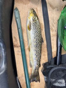 Brown Trout