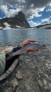 Lake Trout