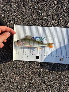European Perch