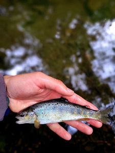 Brown Trout