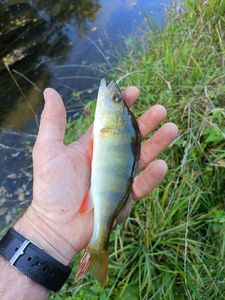 European Perch
