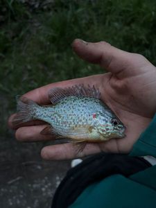 Green Sunfish