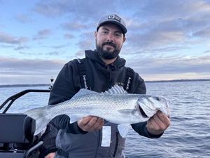 European Bass (Seabass)