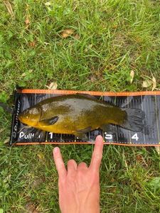 Tench