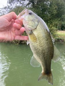 Largemouth Bass