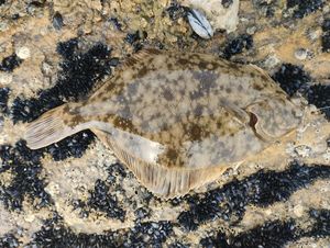 European Plaice