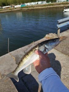 Zander