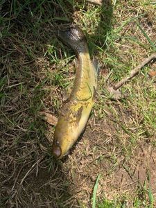 Black Bullhead