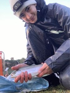 Rainbow Trout