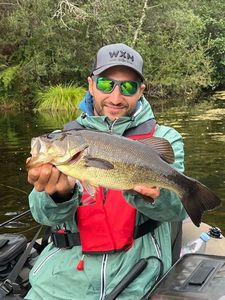 Largemouth Bass