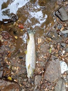 Brown Trout