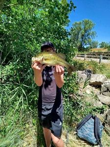 Largemouth Bass