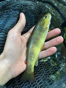 Brown Trout