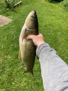 Grass Carp