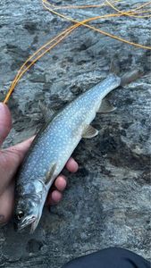 Lake Trout