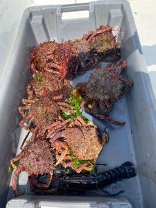 European Spider Crab