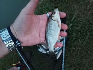 Roach