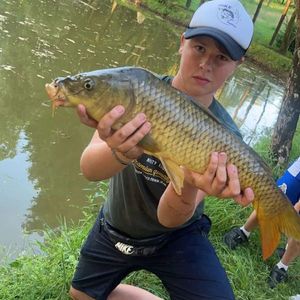 Common Carp