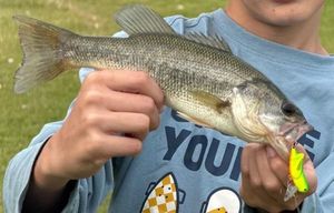 Largemouth Bass