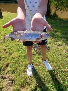 Rainbow Trout