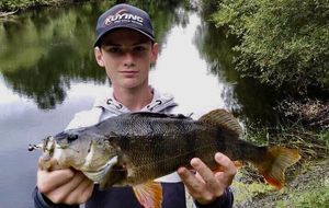 European Perch