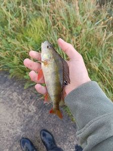 European Perch