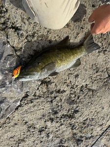 Smallmouth Bass