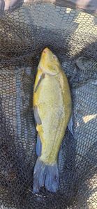 Tench