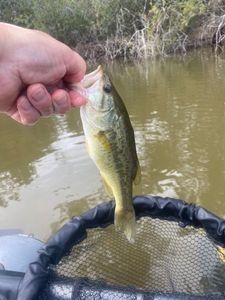 Largemouth Bass