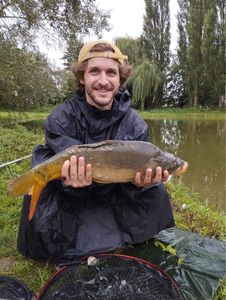 Common Carp