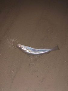 Whiting